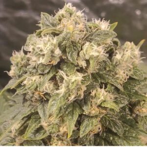 Buy Acapulco gold online | Acapulco gold cannabis strain