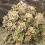 Buy Acapulco gold online | Acapulco gold cannabis strain