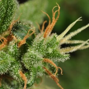 Buy Blueberry weed online | Buy weed online | Order marijuana online