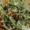 Buy snoop master kush | Order marijuana online | Buy weed in USA
