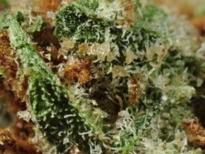 Buy snoop master kush | Order marijuana online | Buy weed in USA
