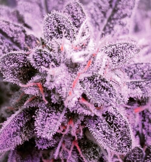 Buy purple haze online | Purple haze weed for sale