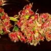 Buy red dragon weed